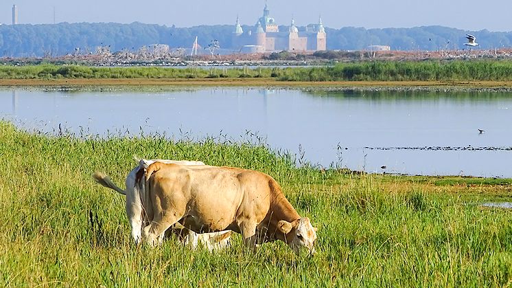 biodiversitet-antologi_strandbete_foto-håkan-tunon_pm.jpg
