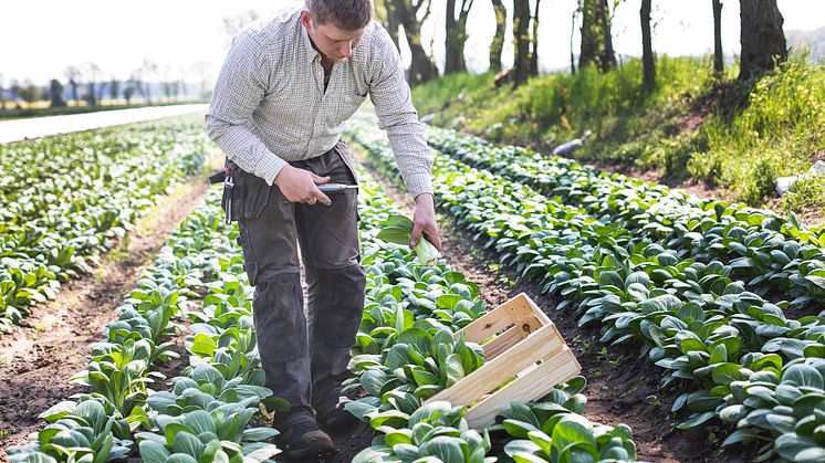 SydGrönts odlare HD Odling i Mjällby i Blekinge är den första storskaliga odlaren att odla Pak Choi i Sverige