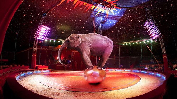 For love not money – what keeps circuses on the road?
