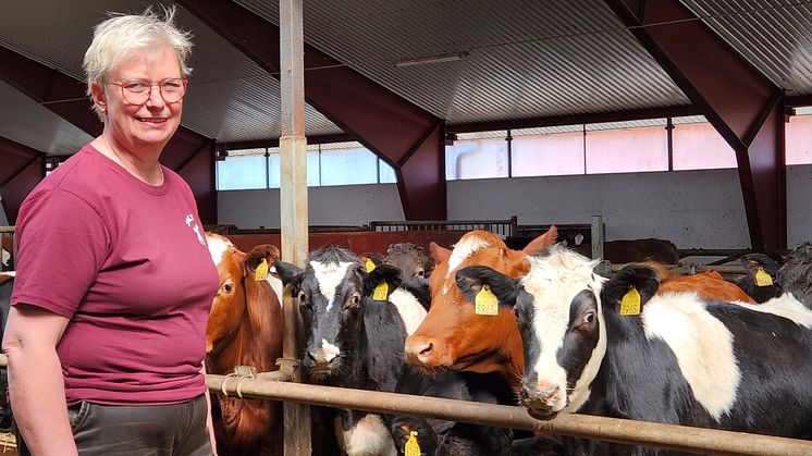 Vi är verkligen stolta över att ha sålt 7 tjurar till VikingGenetics. En åttonde tjur, VR Voltair, är på väg in till VikingGenetics nu, säger Gun Karlsson, som äger Salltorps Lantbruk tillsammans med sin man Sven och sonen Oskar. 