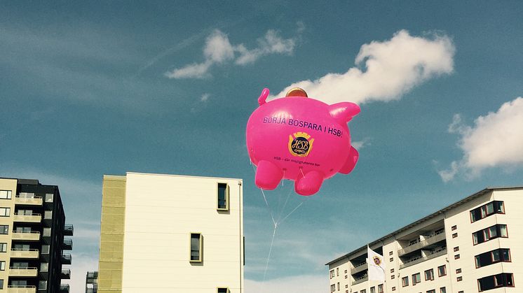 Gris på rymmen- hittelön utlovas.