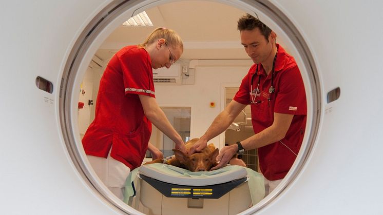 Nya diagnostikmöjligheter för ditt djur.
