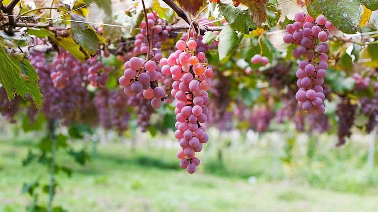 Äntligen! Japanska Grace Koshu Private Reserve 2018
