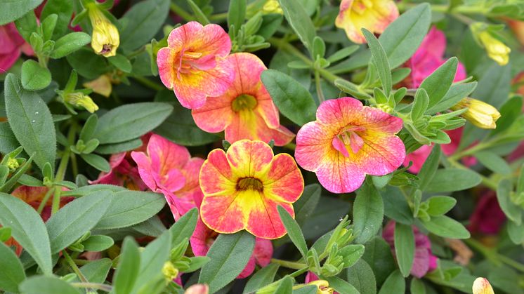 Calibrachoa Chameleon Sunshine Berry