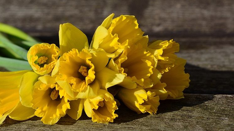 daffodils-3152611_1280