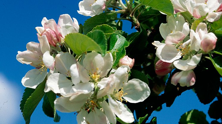 Äppelblomssafari på Kiviks Musteri