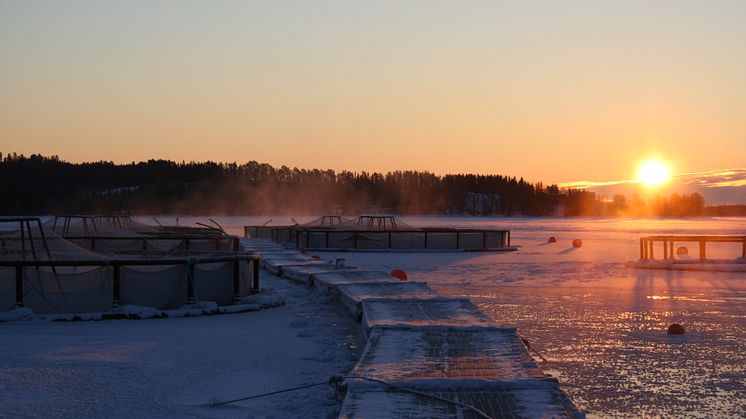 Svensk Fjällröding AB beviljas fortsatt odlingstillstånd