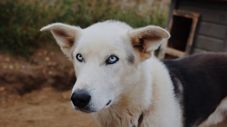 Henriette Danielsen_Mynewsdesk_Tana Husky00701DA4-3E35-44A6-8B7C-CD5DAD1B643B