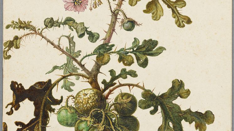 Herman Saftleven, Study of a Sticky Nightshade or Litchi tomato (Solanum sisymbriifolium), 1683. Photo: Cecilia Heisser/Nationalmuseum.