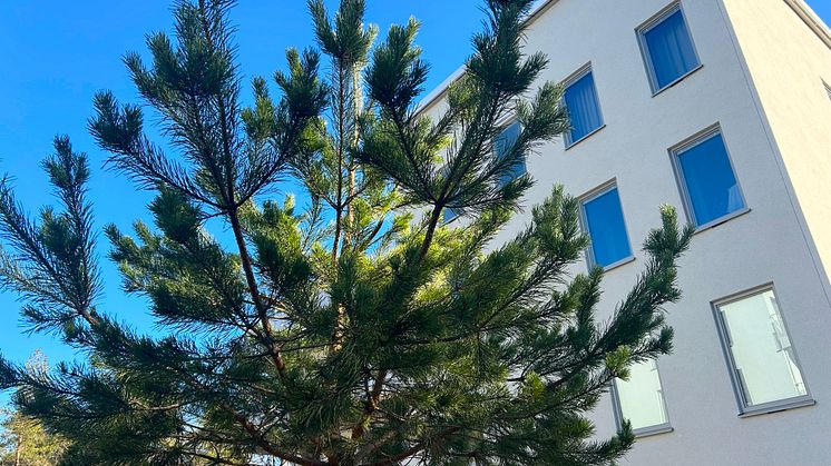 Träd och grönska i staden dämpar buller, ger skugga under varma sommardagar, buffrar regnvatten och bidrar till ökad biologisk mångfald. Foto: Andrea Hallencreutz/IVL