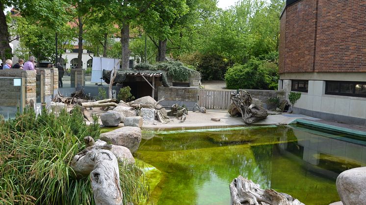 Seit Juni 2012 bewohnen die Pinguine das ehemalige Robbenbecken vor dem Aquarium, das umfangreich saniert wurde