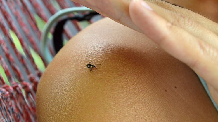 Så skyddar du dig mot zikavirus under resan