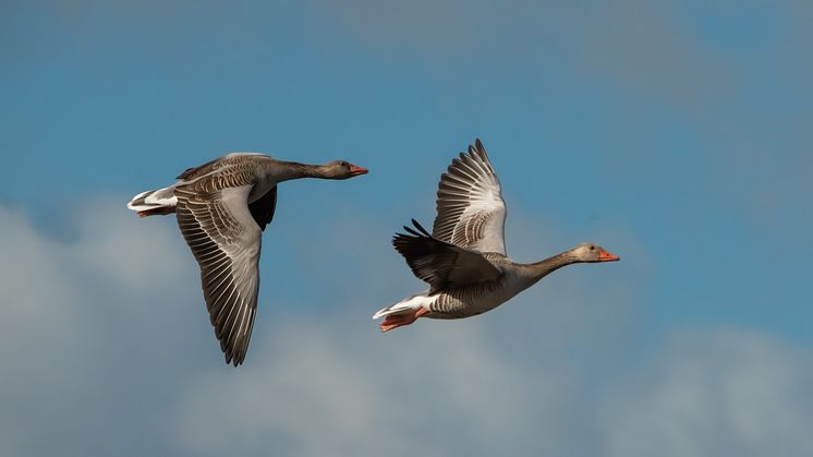 Schön und elegant: Graugänse im Anflug in Brandenburg. Es ist wieder die Zeit des "Großen Vogelzugs". Foto: Stiftung Naturschutzfonds Brandenburg/Anton Lehnig.