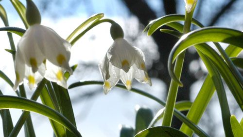 Lökblommorna i Mästarrabatten 2007