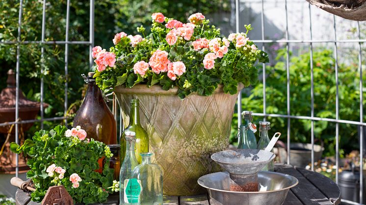 Foto: Emilia Ahlgren/Blomsterfrämjandet