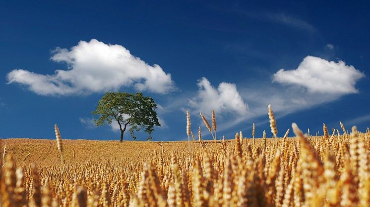 För tredje året i rad ökar arealen med spannmål i Sverige. Foto: Pixabay