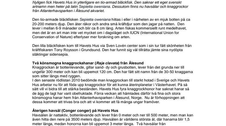 En ny bläckfiskart och nya havsålar och knaggrockor har flyttat in på Havets Hus.