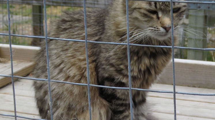 Katten Diana från katthemmet Tassebo i Helsingborg