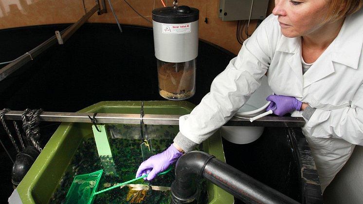 Smolt laboratorium