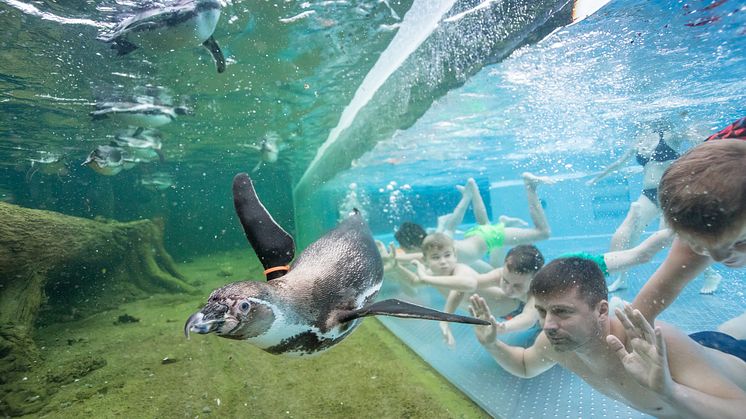 Einzigartige Augenblicke bietet das "Schwimmen mit Pinguinen" in Lübbenau im Spreewald. Foto: Spreewelten GmbH. 