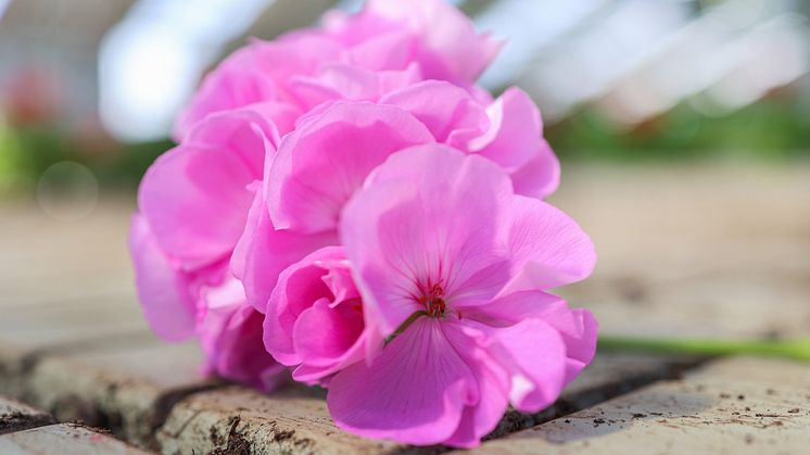 Årets Pelargon 2024 Pelargonium Lavina närbild i odling SydGrönt 18