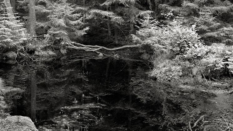 Forest, 2021, Gelatin Silver Print, 88x193,5 cm