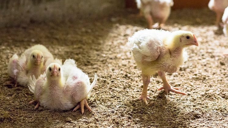 Årsstämma och nya styrelseledamöter i branschorganisationen Svensk Fågel