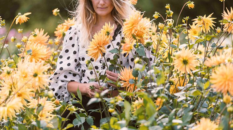 Sensommar & dahlior