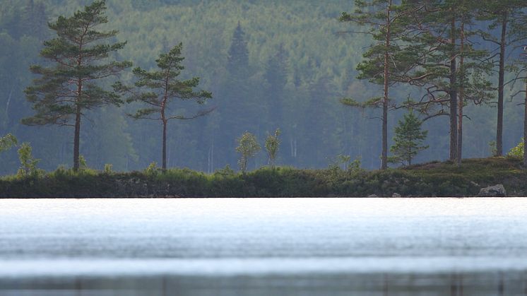 Priset på skogsmark fortsätter uppåt och sju av tio skogsägare tror på stigande fastighetspriser de kommande tre åren.