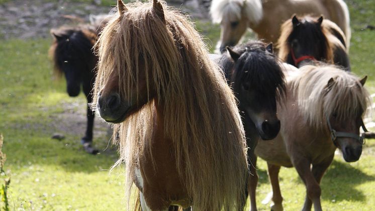 Shetlandsponnyer