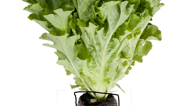 Kaskadsallat