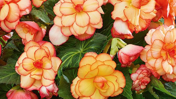 Knölbegonia 'Picotee Sunburst' Blomsterlandet 2023