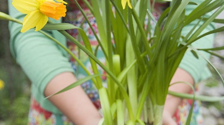 Många möjligheter med blomsterlökar i kruka