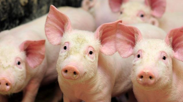 Den veterinära beredskapen är en förutsättning för att djurägarna ska kunna leva upp till djurskyddslagstiftningen, säkra ett gott smittskydd, trygga vår livsmedelsförsörjning och stödja företagen på landsbygden. Foto: Markus Tiburzi
