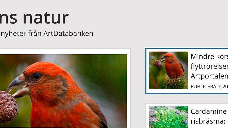 Dagens natur publiceras av ArtDatabanken SLU. Här hittar du nyheter och analyser om biologisk mångfald, arter och naturvård. Mindre korsnäbb fotograferad av Hans Bister.