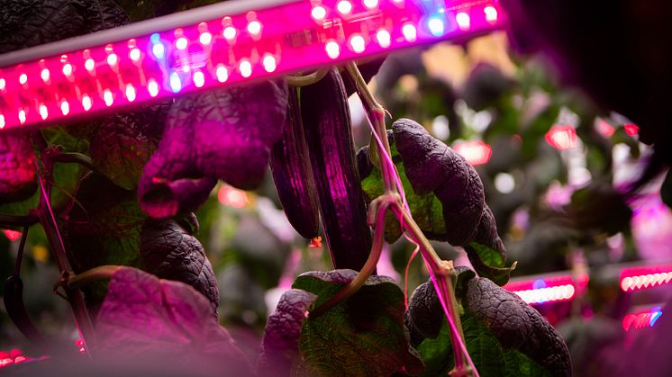 Cucumber cultivation supplied with LED lighting