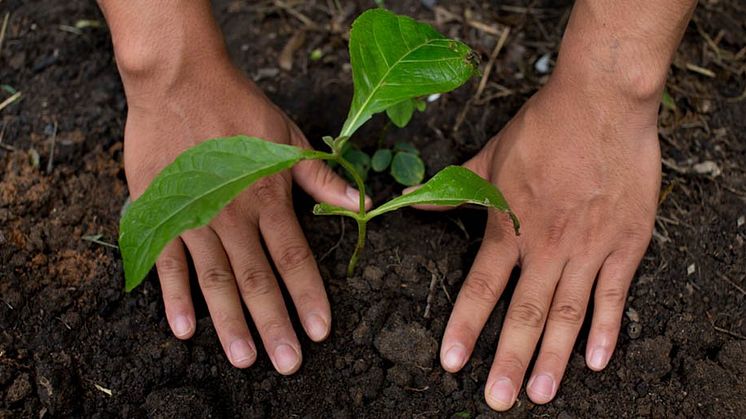 Sunnere jord: Gjennom regenerative landbrukspraksiser vil Nestlé beskytte og gjenopprette miljøet.