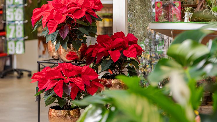 5 skötseltips för att maximera försäljningen av julstjärnor i butik - för dig som återförsäljare