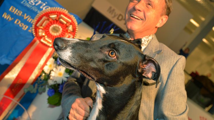 	Best in Show-vinnaren Jet's Just Leave Me Hanging On av MyDOGs Internationella utställning. 