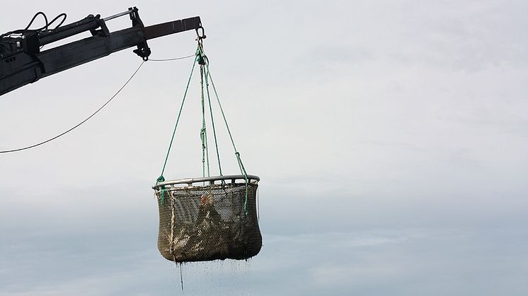 Förflyttning av odlad fisk. Foto: Albin Gräns