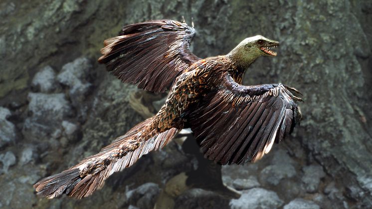 Flygödla - Archaeopteryx