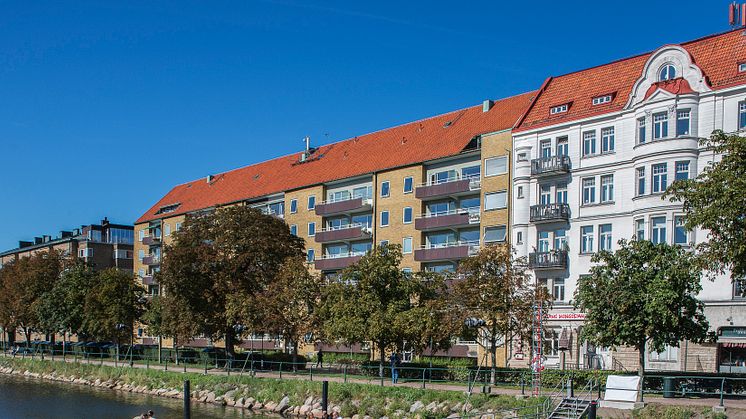 Hästkastanjer på Södra Promenaden. Foto Lars Bendroth