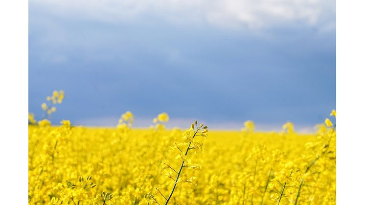”Röster från Ukraina” extrainsatt tema på Bokmässan 2022