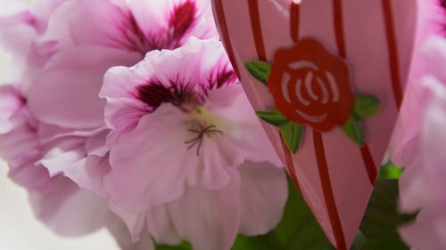 Blomstrande kärlek –  Allas hjärtan i kruka den 14 februari