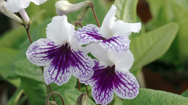 Streptocarpus Leyla