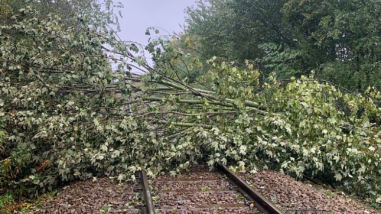 Tree on the line