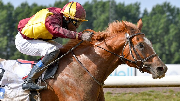 Svenskt Derby 2019: Seger för Red Cactus