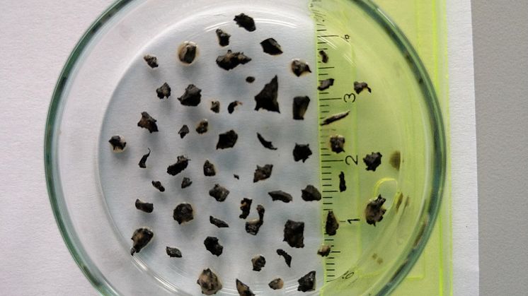 Figure 5 crumb rubber lab photo