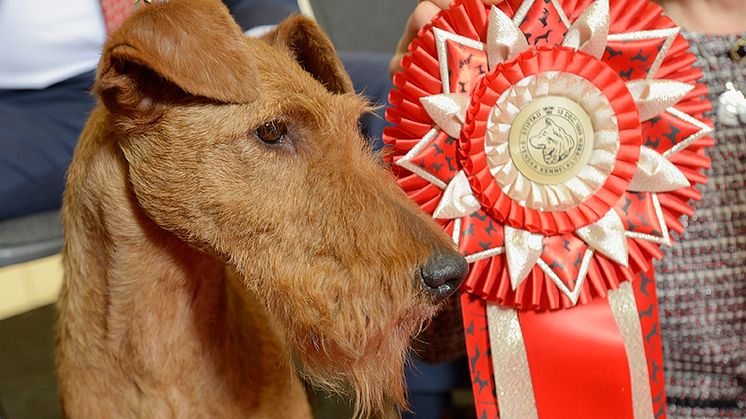 Irländska terriern från Kalmar är Årets Utställningshund 2017