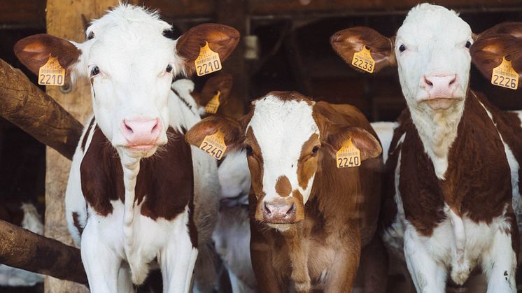 Foto: Annie Spratt/Unsplash